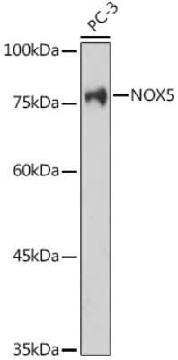Western Blot: NOX5 AntibodyAzide and BSA Free [NBP2-93004]